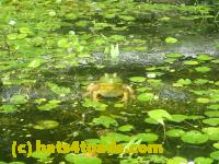/home//u458753944/public_html/sourcegallery//Frogs/More bullfrogs/P7251194.JPG